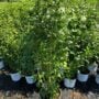 Rose of Sharon – White Pillar – #3 Container